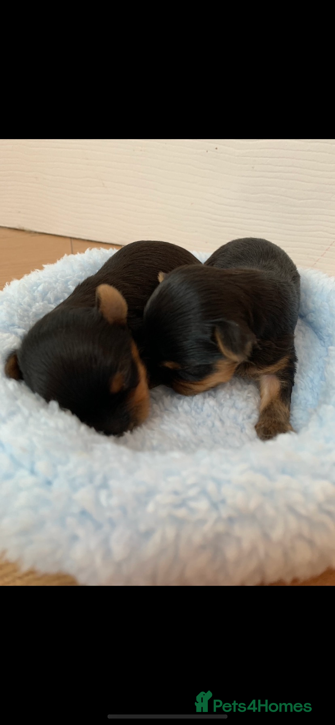Yorkshire Terrier dogs for sale: Beautiful silver yorkie boy  - Image 1