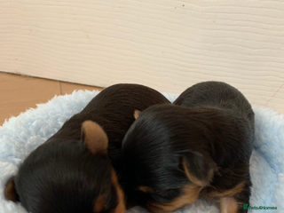 Yorkshire Terrier dogs - Advert 2