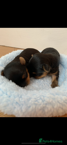 Yorkshire Terrier dogs - Advert 14
