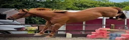 British Warmblood horses for sale: Stunning 16.1 warmblood mare  - Advert 11