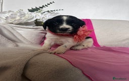 English Springer Spaniel dogs for sale: English springer spaniel.Ready to leave 21/11/25 - Image 34