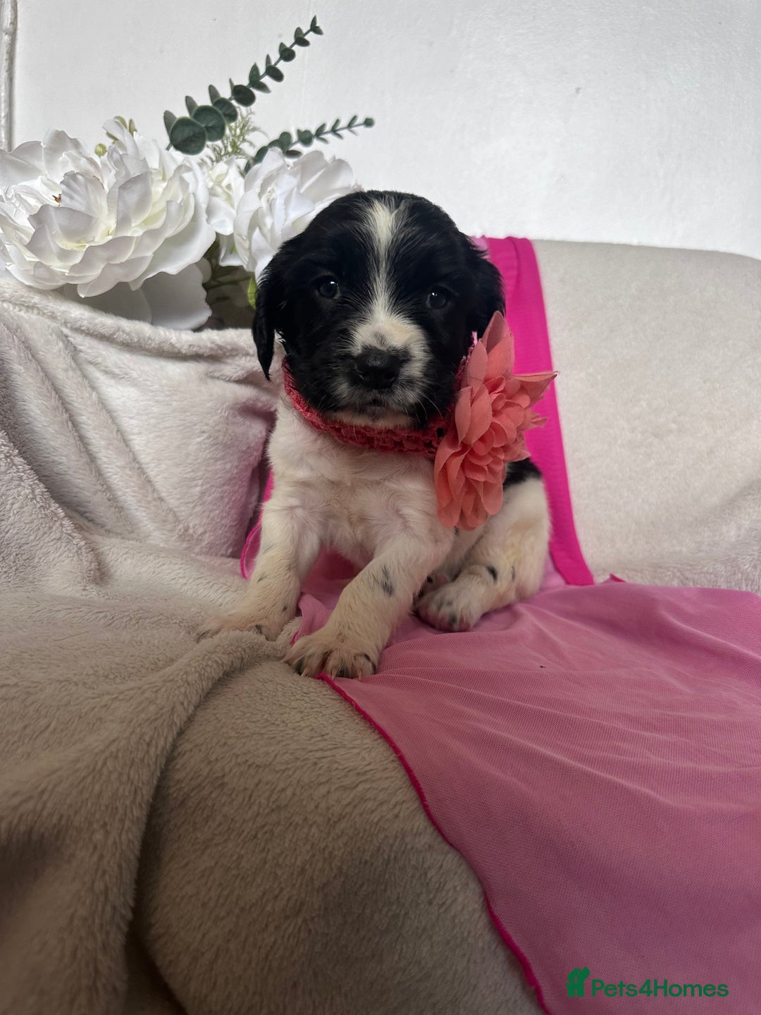 English Springer Spaniel dogs for sale: English springer spaniel.Ready to leave 21/11/25 - Image 34