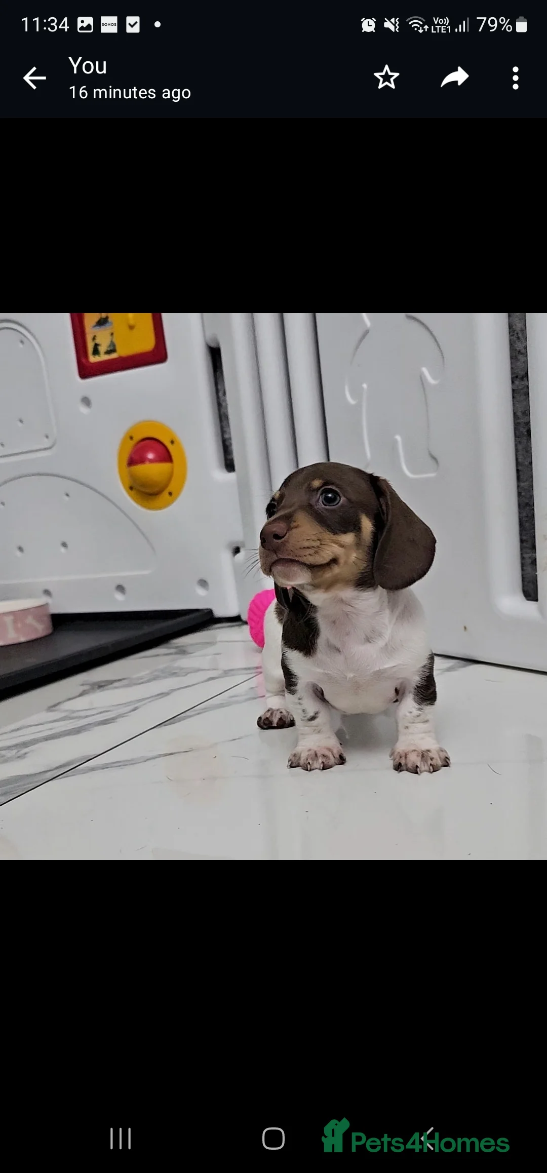 Miniature Dachshund dogs for stud: Piebald miniature Dachshund kc registered  in Blackburn - Advert 23