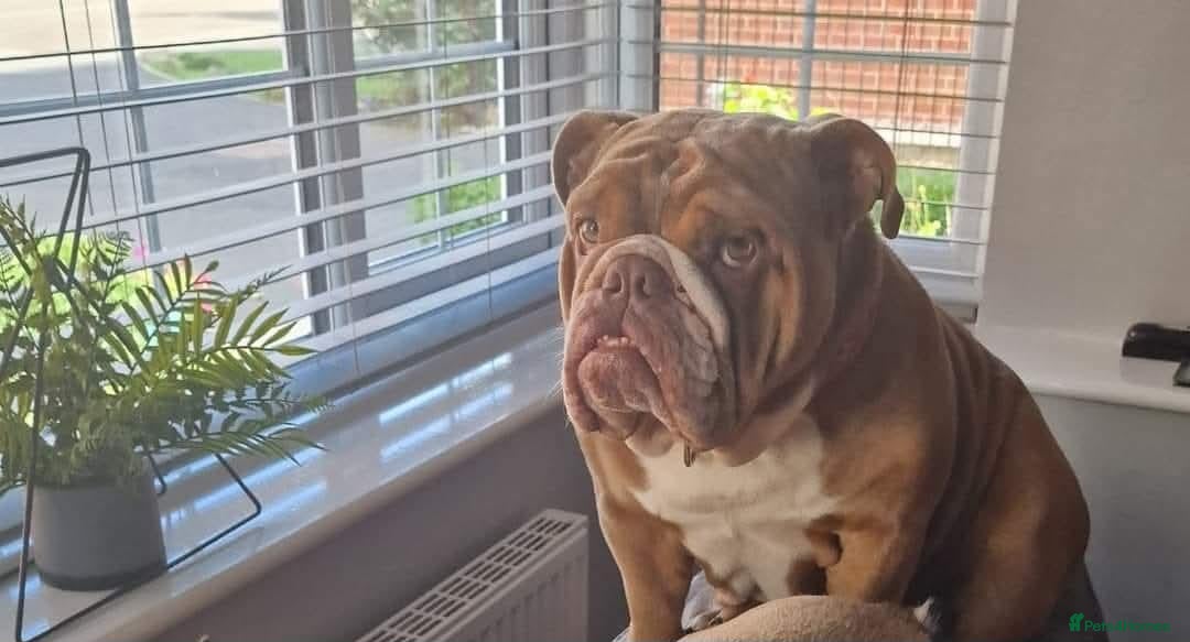 English Bulldog dogs Winnie - Advert 17