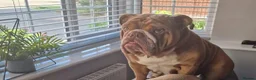 English Bulldog dogs for sale: Winnie - Advert 1