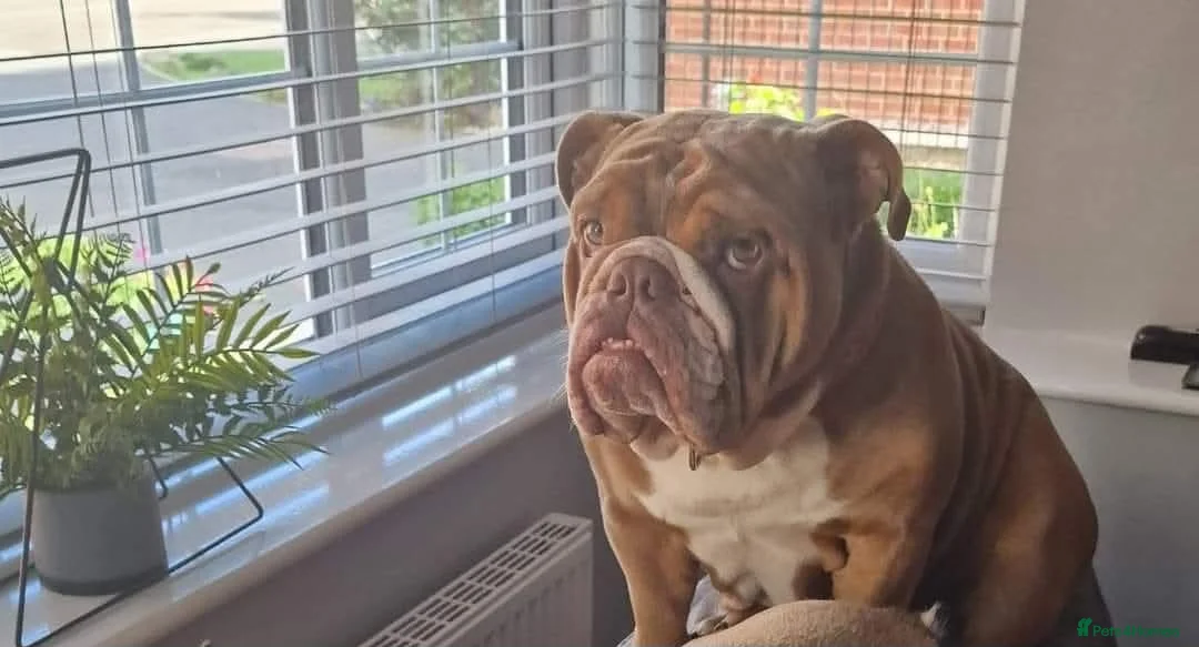 English Bulldog dogs for sale: Winnie - Advert 1