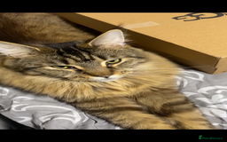 Maine Coon cats for sale: Female mainecoon for sale  - Image 3