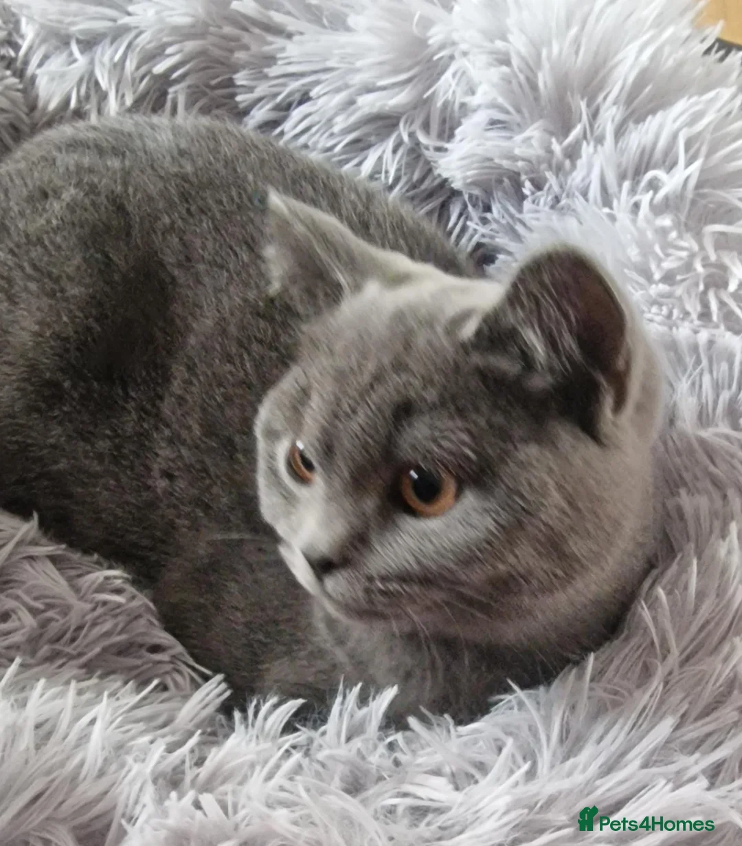 British Shorthair cats for sale: Gorgeous British shorthaired Blue boy  - Advert 1