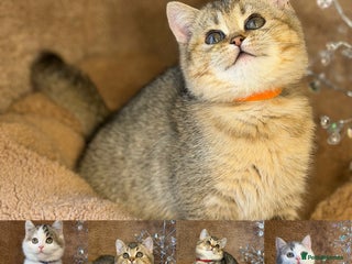 British Shorthair cats British shorthair Golden kittens TICA - Advert 5