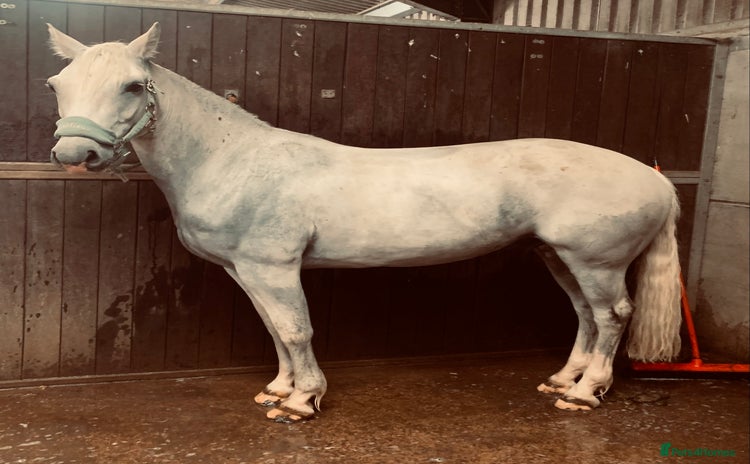 Connemara horses - Advert 4