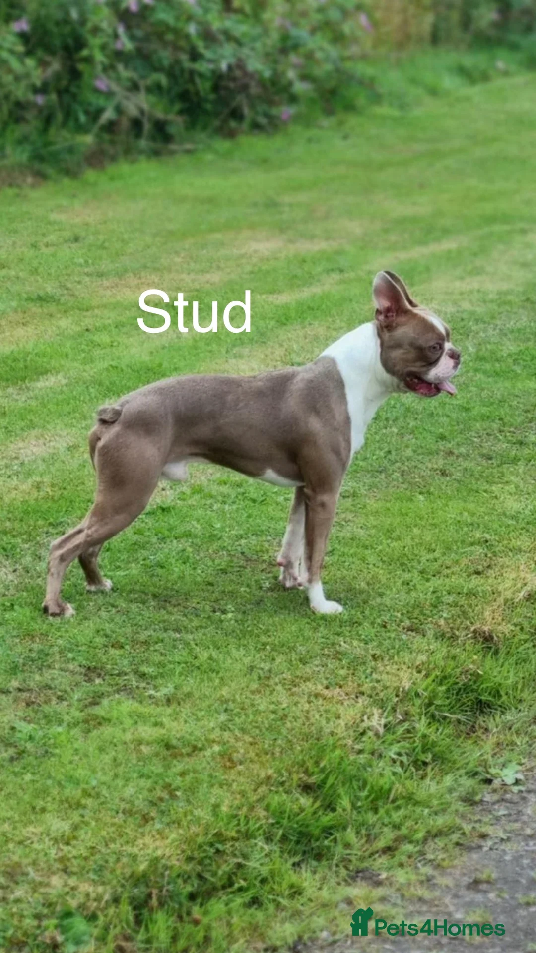 Boston Terrier dogs for sale: Rare Champaign KC Boston Terrier - Advert 24