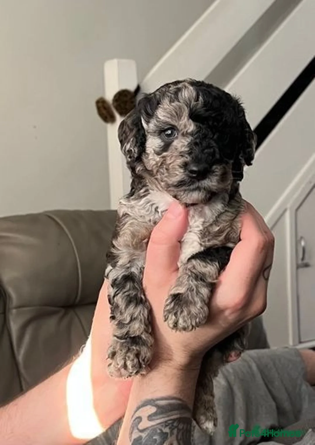 Cockapoo dogs for stud: Chocolate Cockapoo STUD *DNA & BVA EYE TESTED* in Manchester - Advert 18