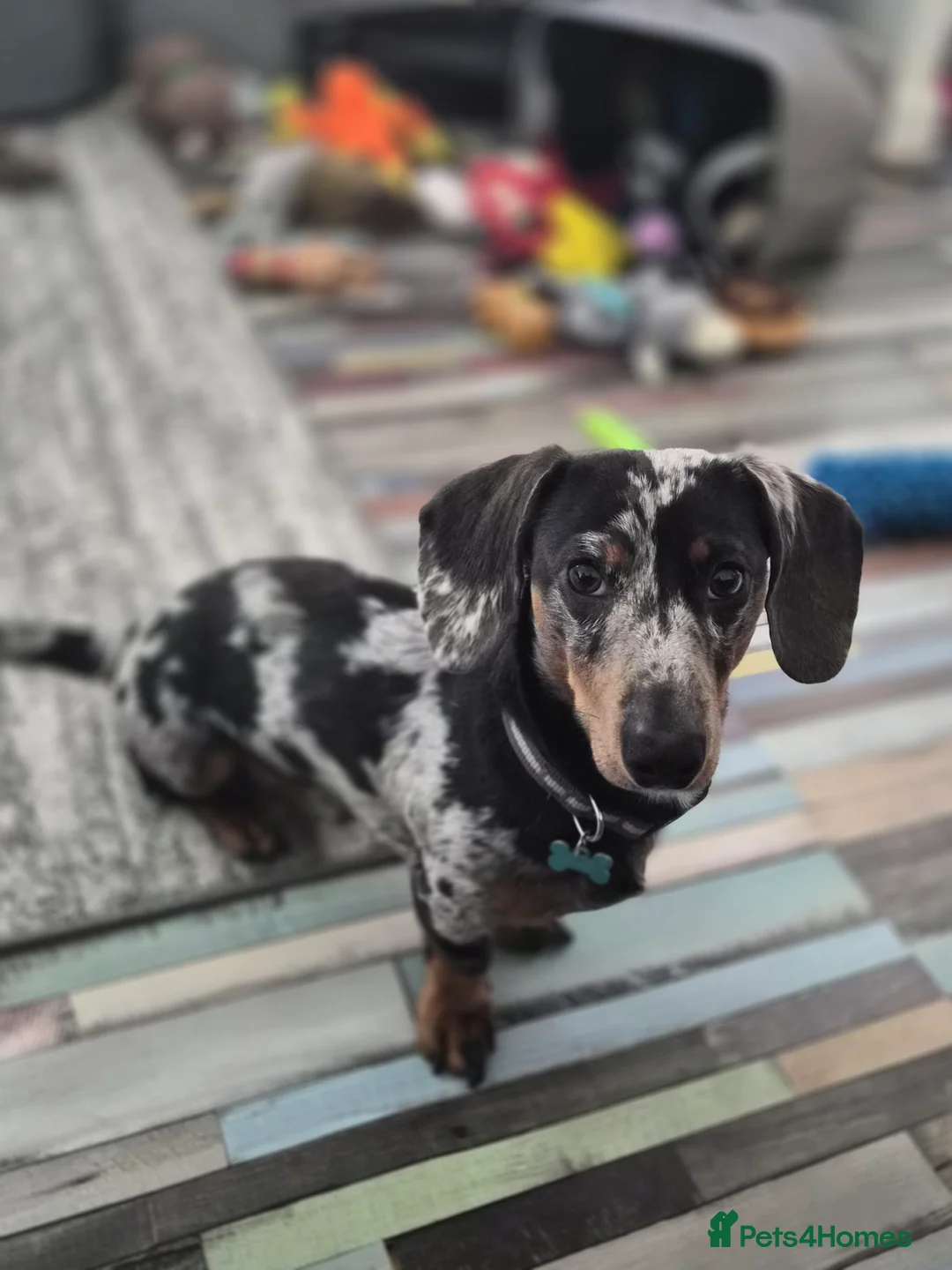 Miniature Dachshund dogs for sale: Sad sale so please no judgement. in Boston - Advert 2