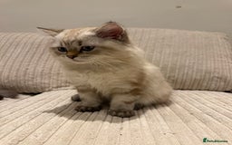 British Longhair cats for sale: British long hair  - Image 3