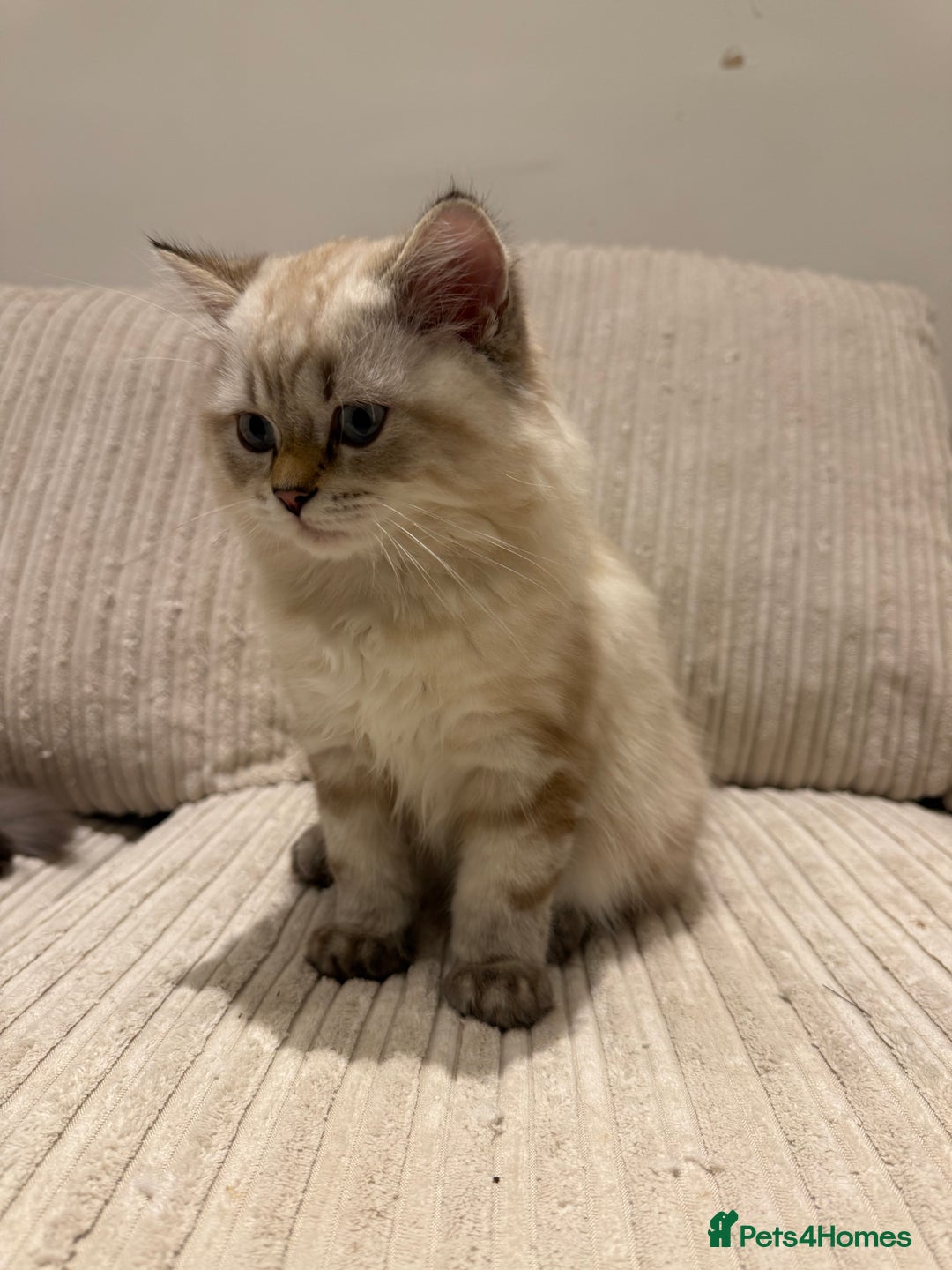 British Longhair cats for sale: British long hair  - Image 3