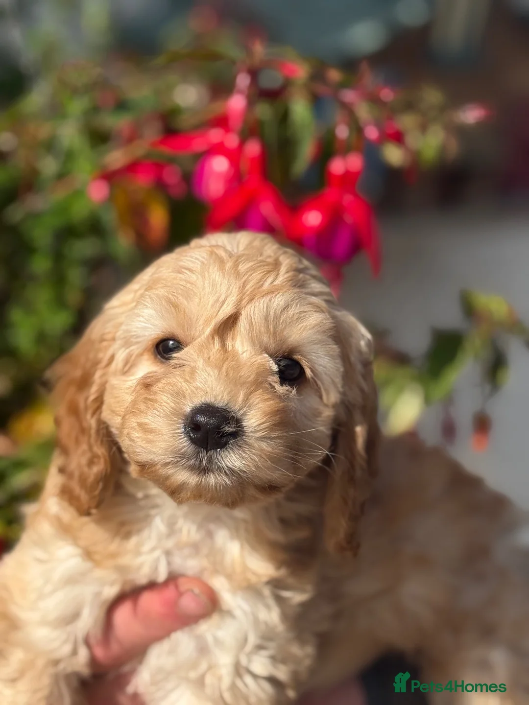 Cockapoo dogs for sale: Ready Now F1 Cockapoos - Advert 2