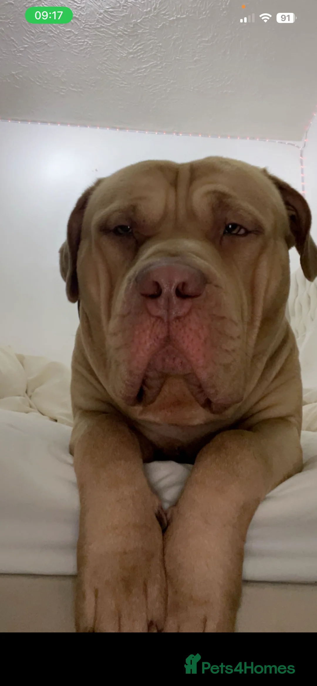 Mixed Breed dogs for sale: Green eyed boy mastiff  in Redhill - Advert 1