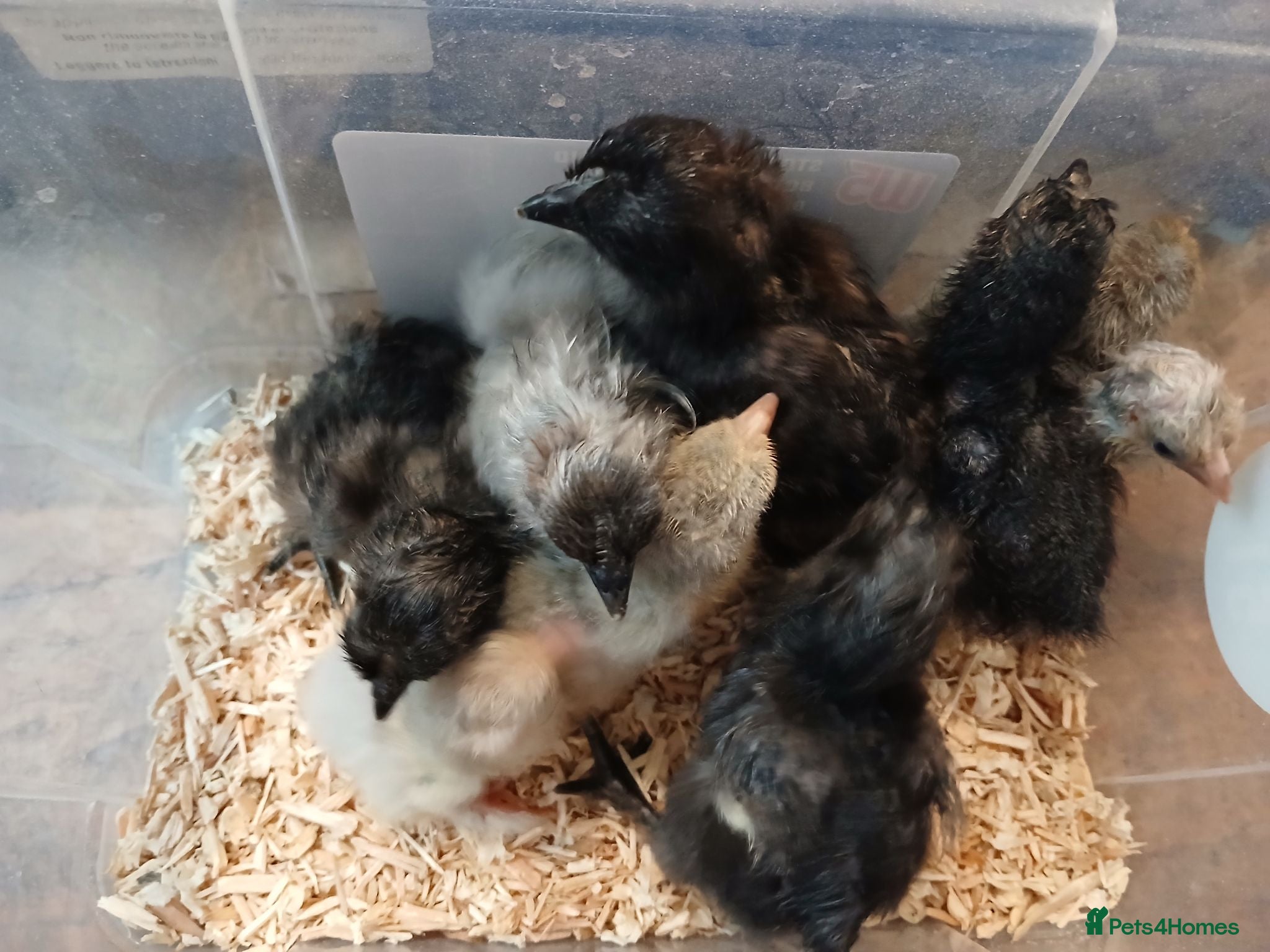 Chickens poultry Stunning Crypt Walkers and other breeds - Advert 1