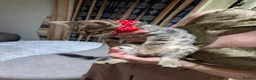 Mixed Breed cats for sale: Bengal mixed kittens - Advert 25