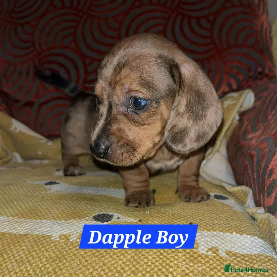 Miniature Dachshund dogs for sale: Mini Dachshund pups  - Advert 4