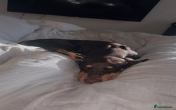 Dobermann dogs for sale: Doberman for sale  - Image 4