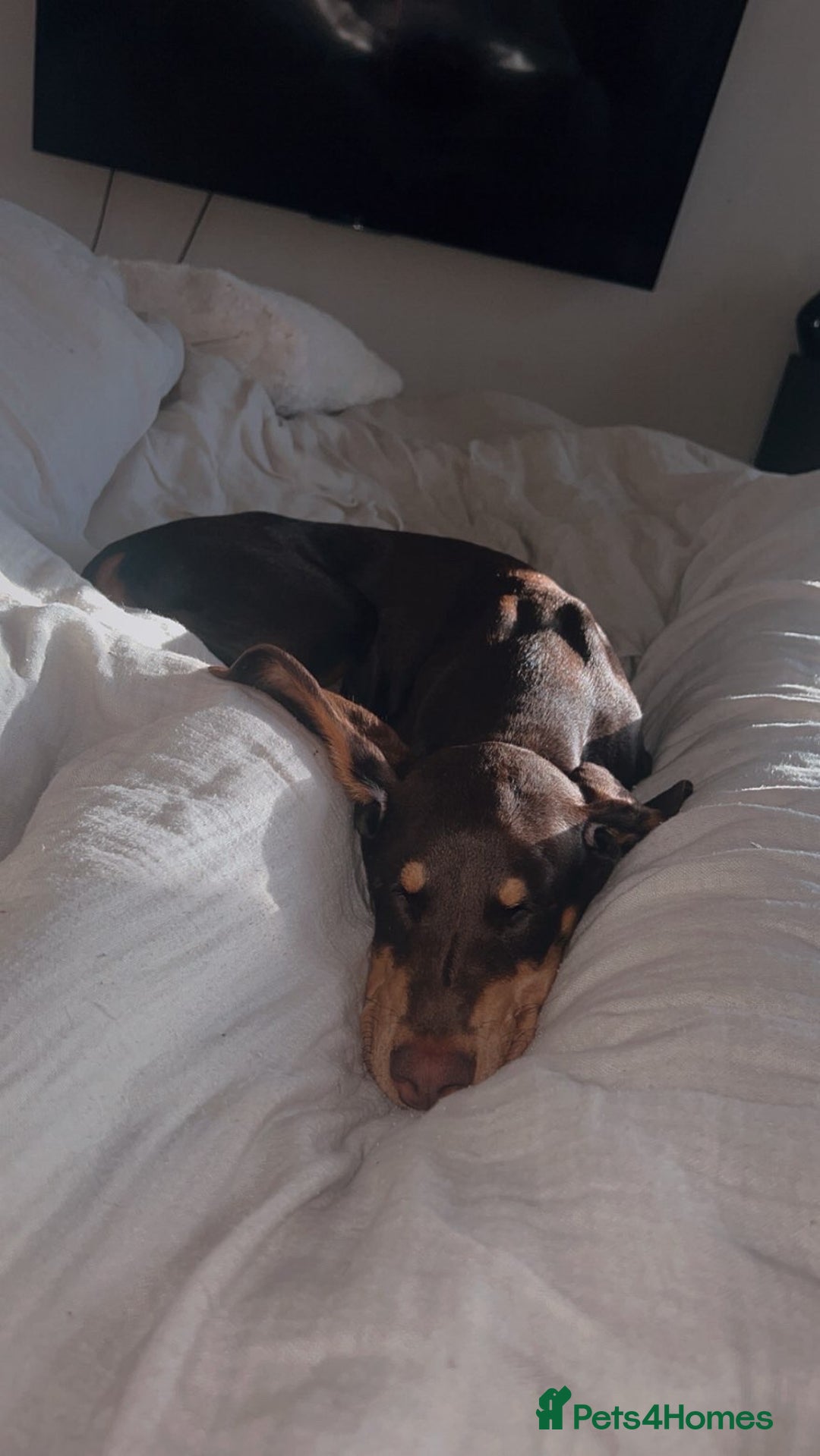 Dobermann dogs for sale: Doberman for sale  - Image 4