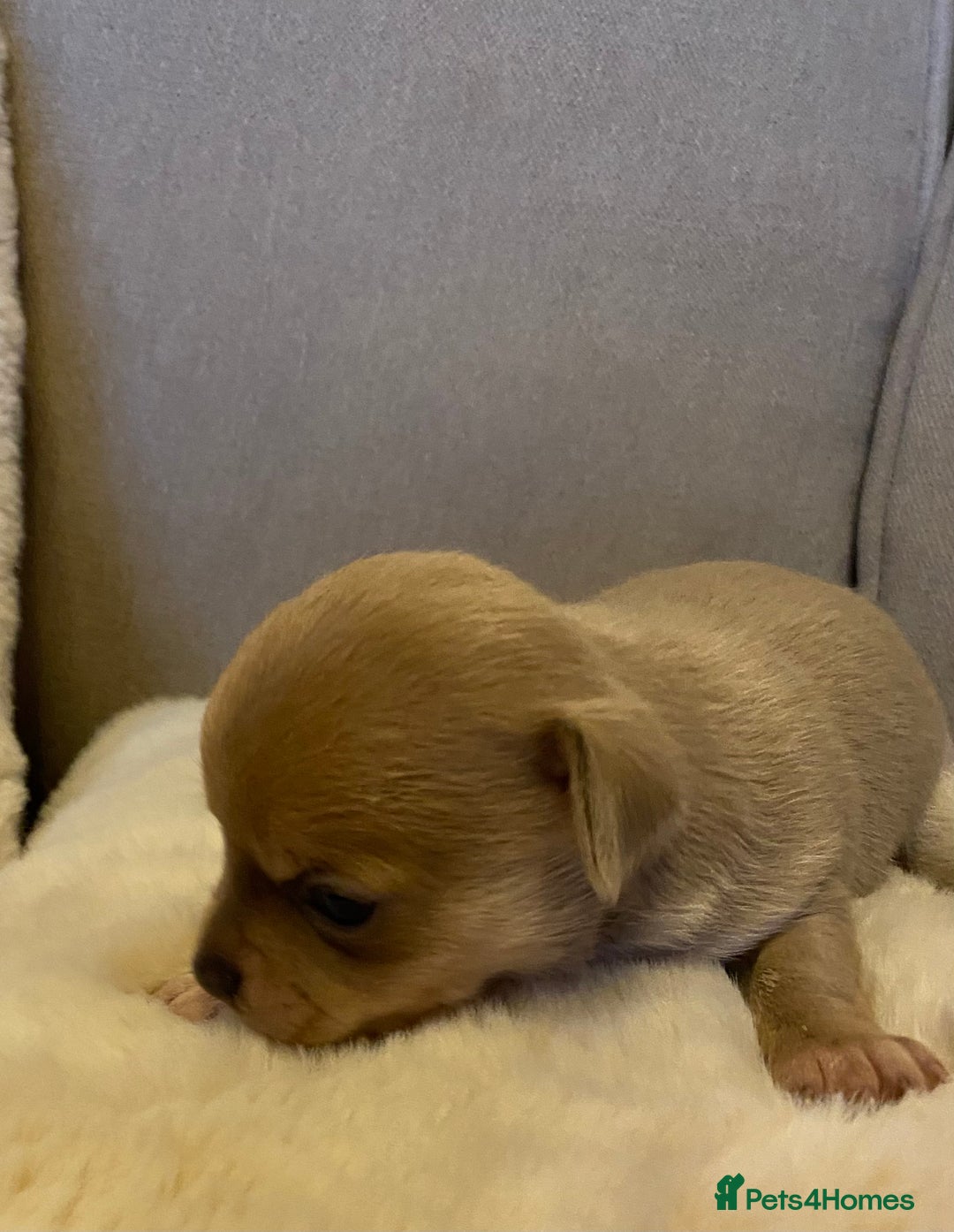 Chihuahua dogs for sale: Stunning Chihuahuas  - Advert 4