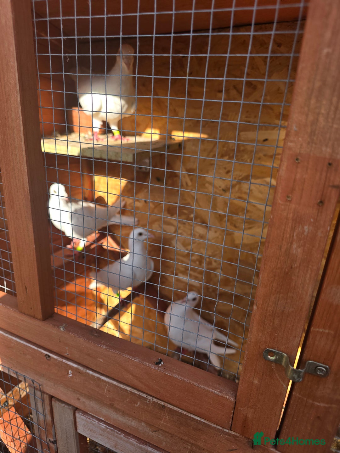 Doves birds for sale: Pigeons - Image 3