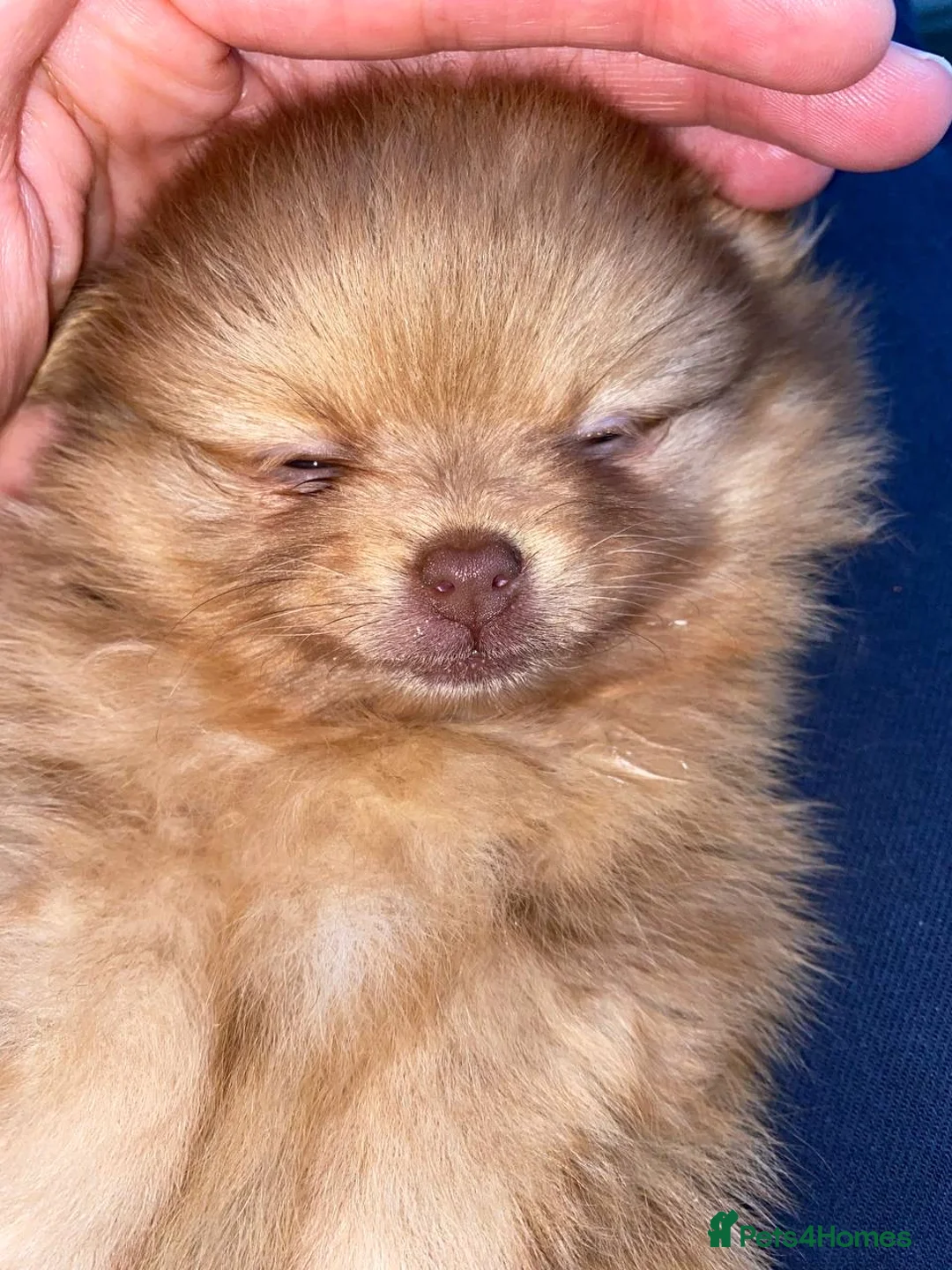 Pomeranian dogs for stud: STUD Chocolate and Tan Merle Blue Eyes Puppy Size in Guildford - Advert 25