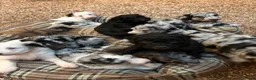 Sheepadoodle dogs for sale: Sheepadoodle Puppies Available  - Advert 40