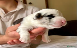 Welsh Corgi Cardigan dogs for sale: Show Quality KC Pedigree Corgi Cardigan Puppies  - Image 18