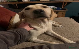 Labrador Retriever dogs for sale: Excellent litter of working labradors - Image 1