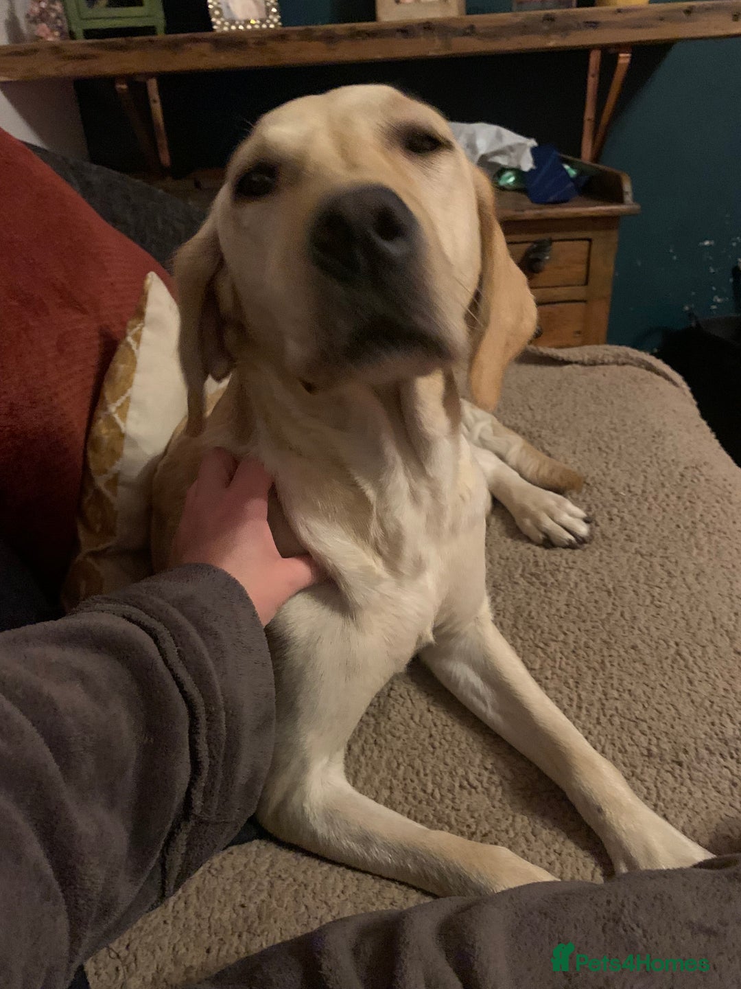 Labrador Retriever dogs for sale: Excellent litter of working labradors - Image 1
