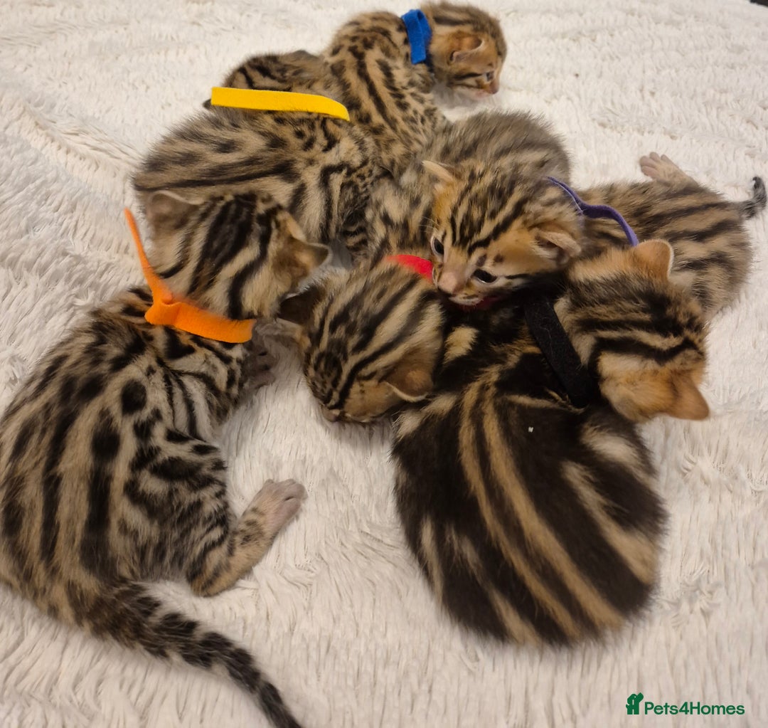 Bengal cats for sale: 🐾6 Beautiful Bengal Kittens🐾 - Advert 3