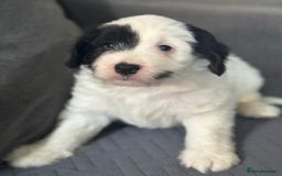 Mixed Breed dogs for sale: 7 gorgeous Cockalier puppies for sale  - Image 2