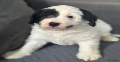 Mixed Breed dogs - Advert 12