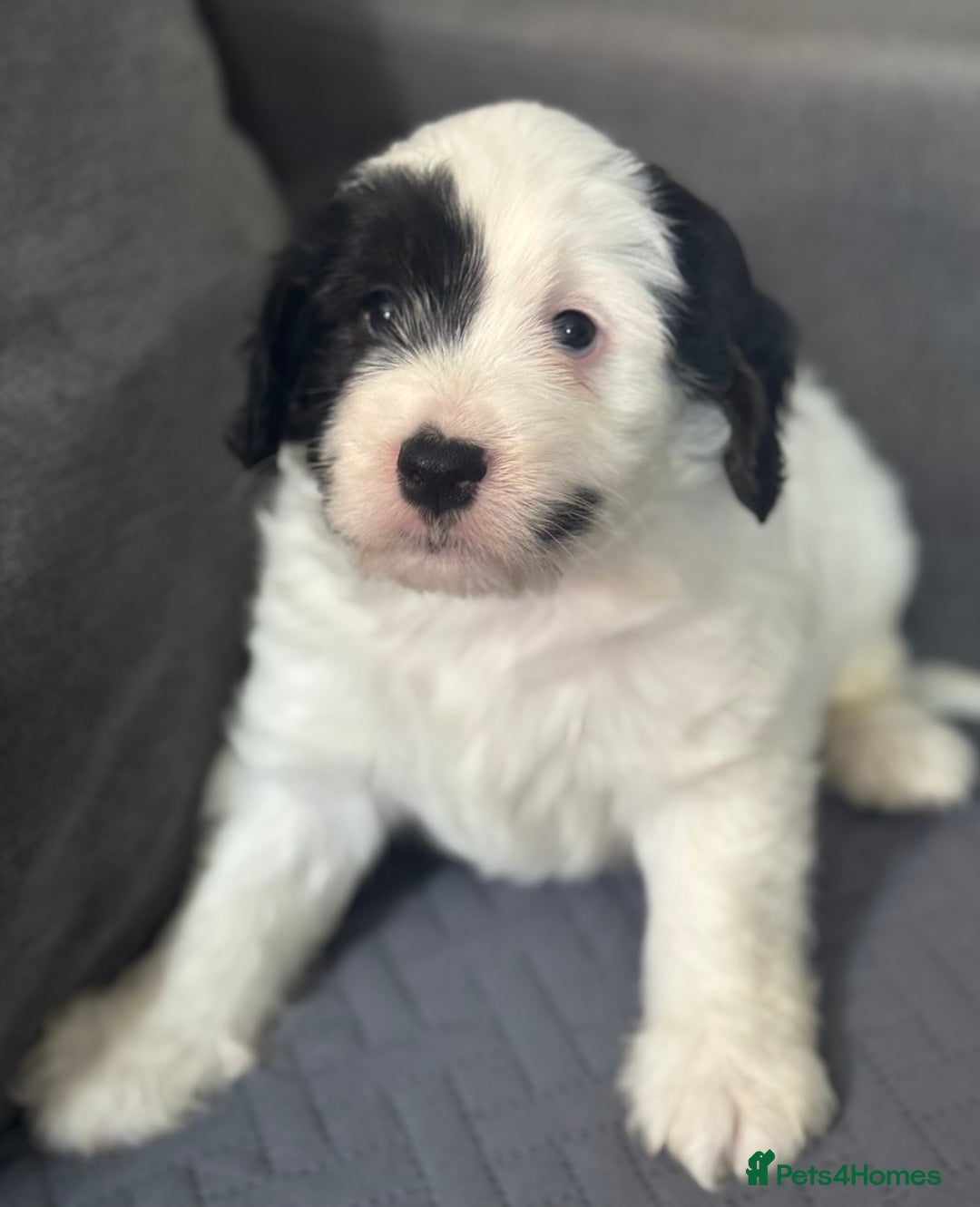 Mixed Breed dogs for sale: 7 gorgeous Cockalier puppies for sale  - Image 2