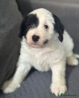 Mixed Breed dogs - Advert 12