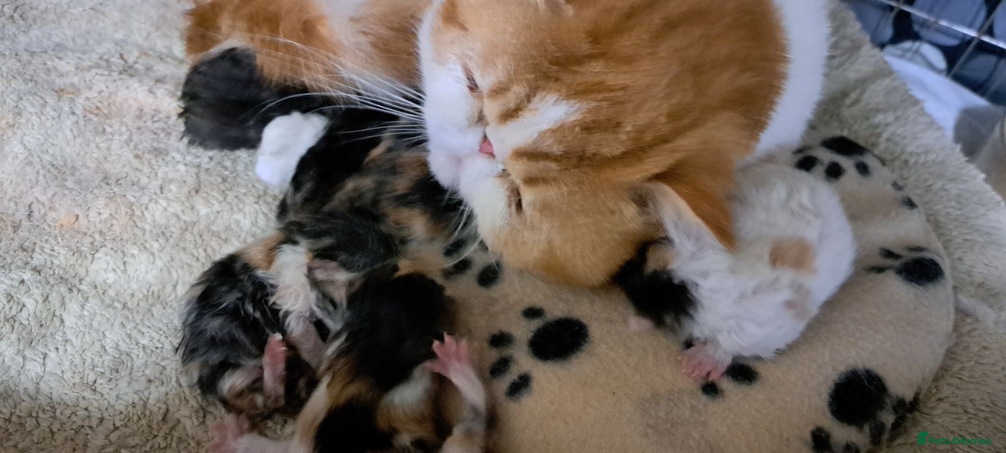 Persian cats Fantastic Female Persian kitten ready now - Advert 3