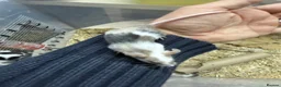 Mouse rodents for sale: Female Mice Looking for New Homes in Telford - Advert 7