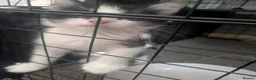 Domestic Shorthair cats for sale: Kitten - Advert 9