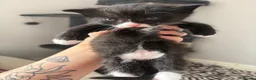Mixed Breed cats for sale: Kittens  - Advert 5