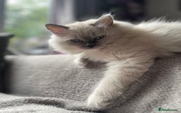 Ragdoll cats for sale: 3 Year Old Beautiful Female Ragdoll  - Image 25
