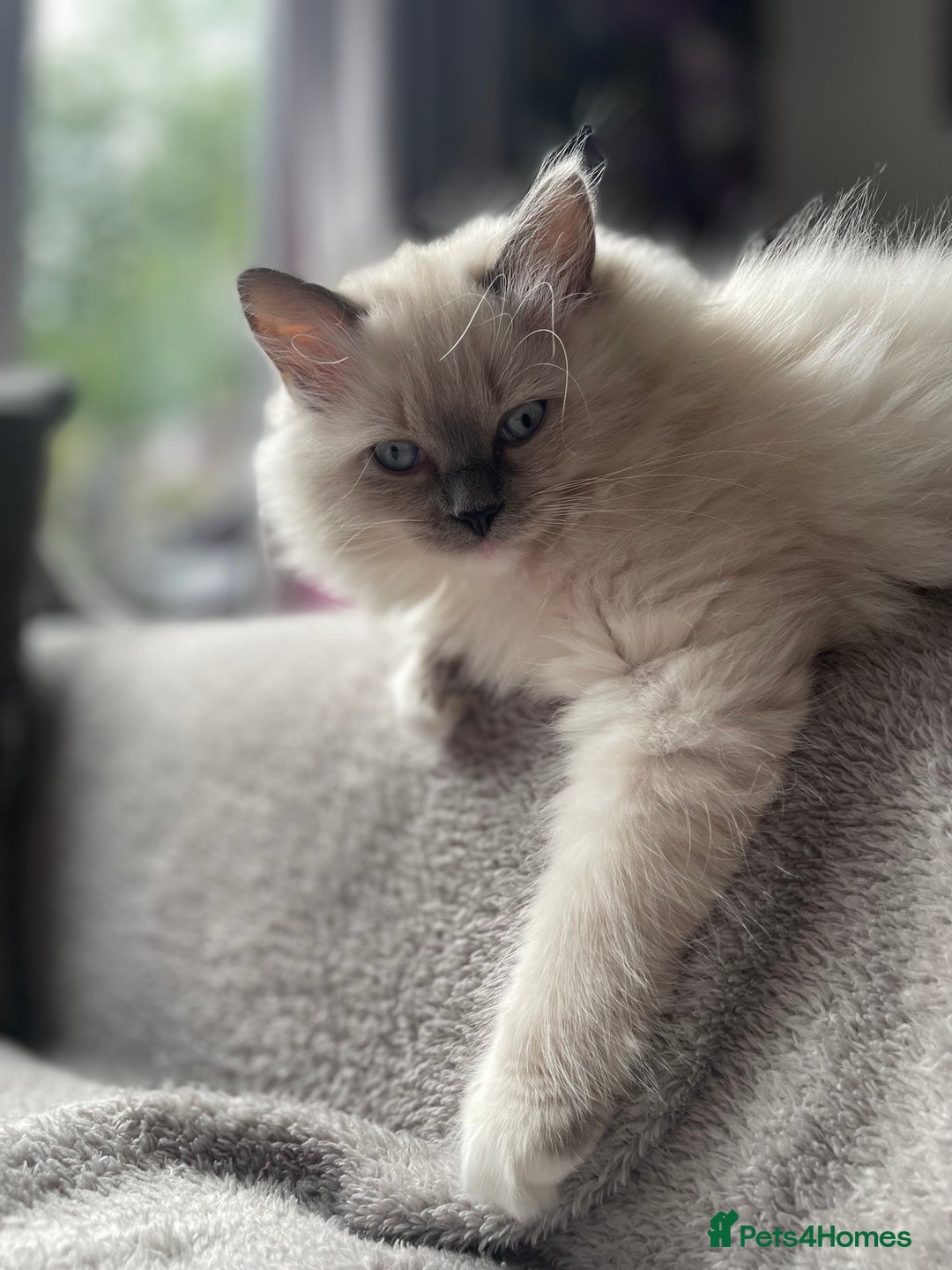 Ragdoll cats for sale: 3 Year Old Beautiful Female Ragdoll  - Image 25