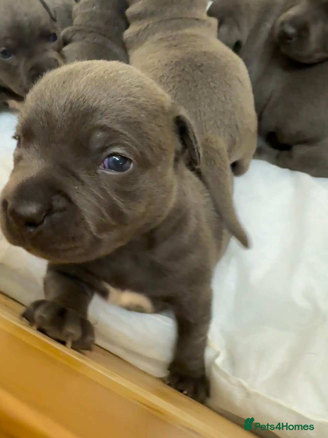 Staffordshire Bull Terrier dogs for sale: KC & DNA tested Staffordshire Bull Terrier Puppies - Advert 5