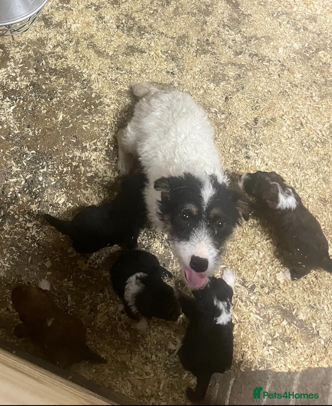 Jackapoo dogs for sale: 5 beautiful Jackapoo boys ready now!  - Image 6