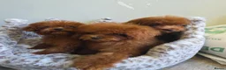 Toy Poodle dogs for sale: Asian toy poodle  - Advert 6