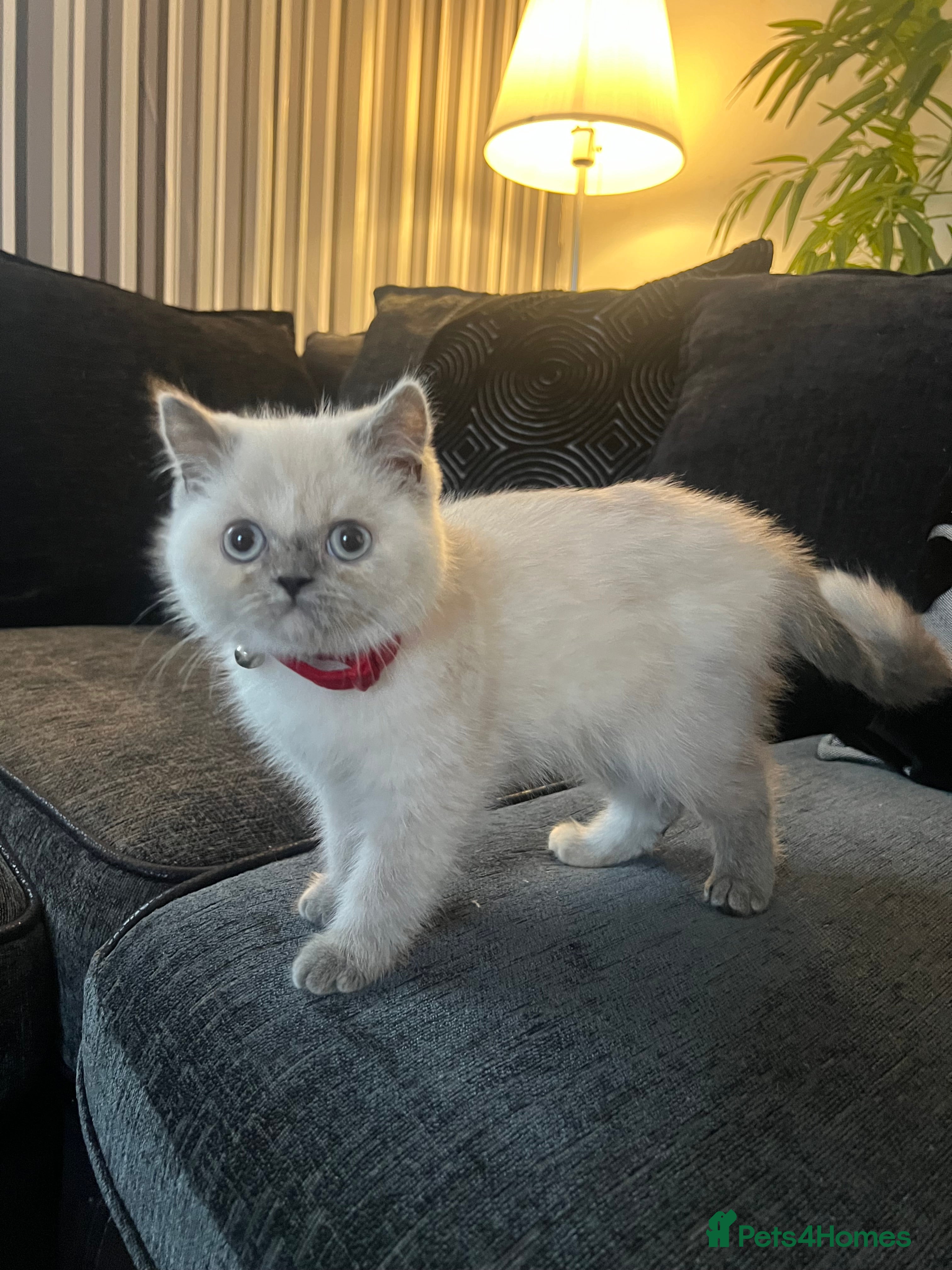 Persian cats Persian kitten in Watford - Advert 1