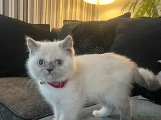 Persian cats Persian kitten in Watford - Advert 1