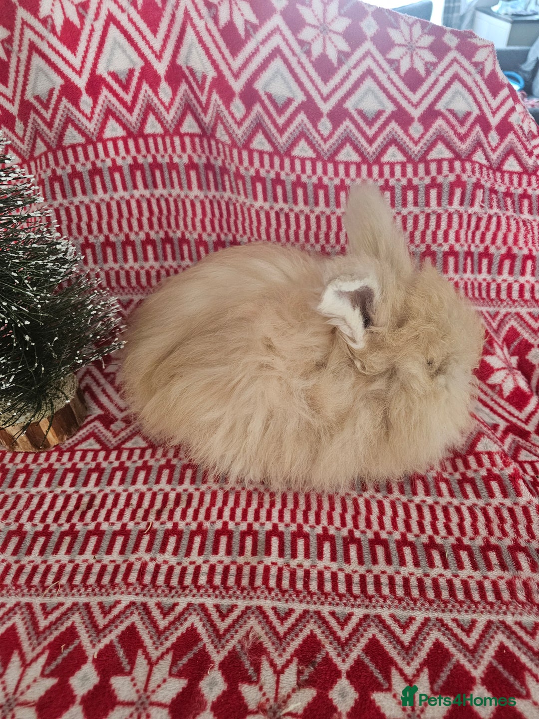 Angora rabbits for sale: Beautiful Angora Kits - Advert 2